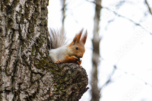 Red squirrel gnaws a nut on a tree