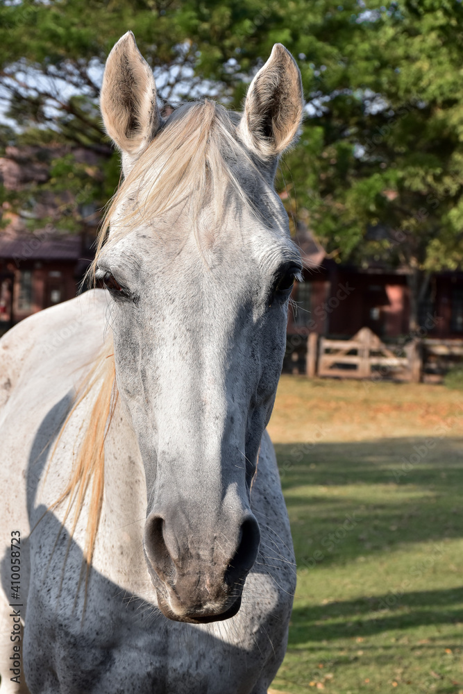 Fototapeta premium white horse portrait