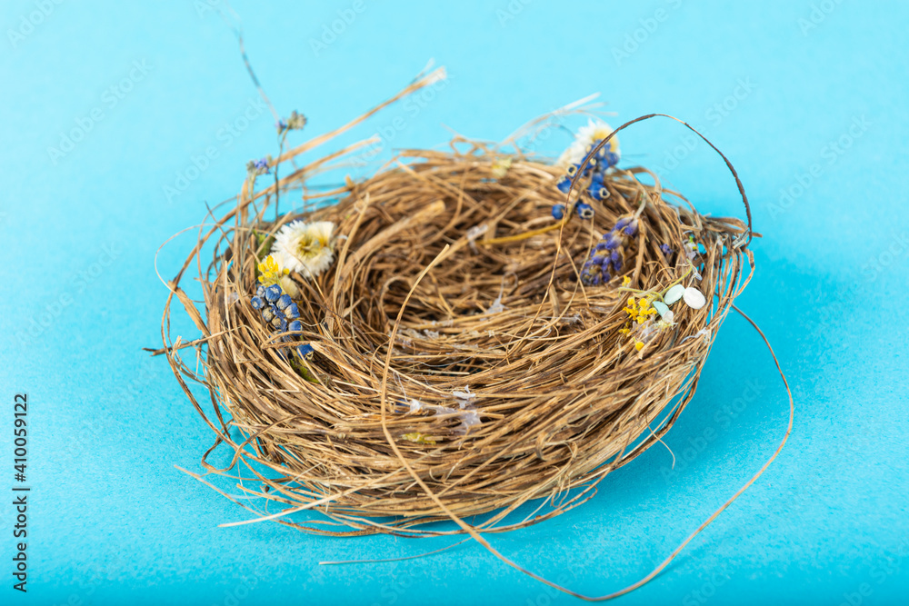 Obraz premium bird Nest on blue background. Studio Photo