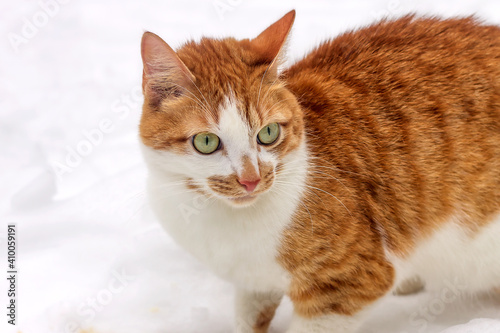 Close-up portrait of a domestic red white cat with an expressive look. 