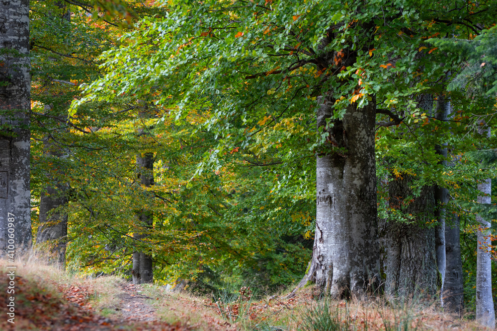 Autumn forest in the mountains Autumn forest in the mountains