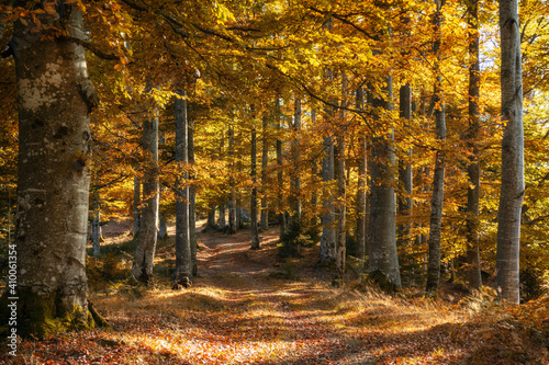 Autumn forest in the mountains  warm colors