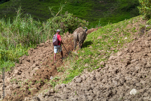 Dumaguete, the Philippines - 20 Dec 2019: man and carabao bull working © Maxim