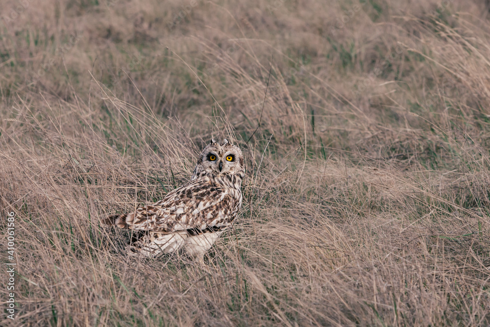 an owl sitting in the grass an owl sitting in the grass