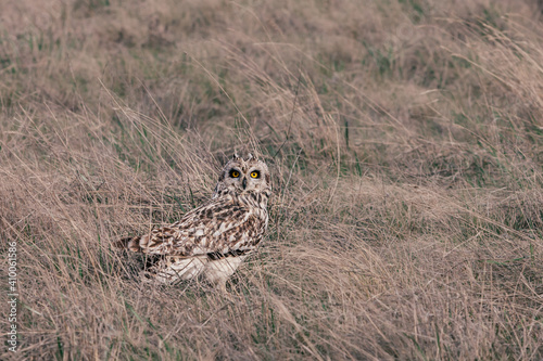 an owl sitting in the grass