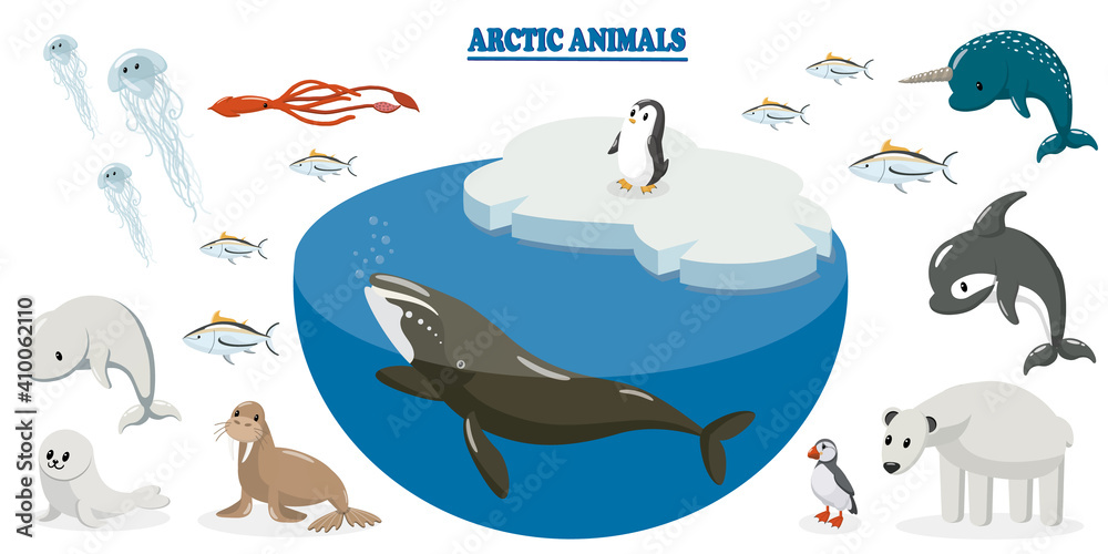 Set of arctic animals. Arctic whale, walrus, seal, beluga whale, jellyfish,  tuna, squid, penguin, puffin, killer whale, polar bear, narwhal. Animals  are grouped to create animations and cartoons for c Stock Vector |