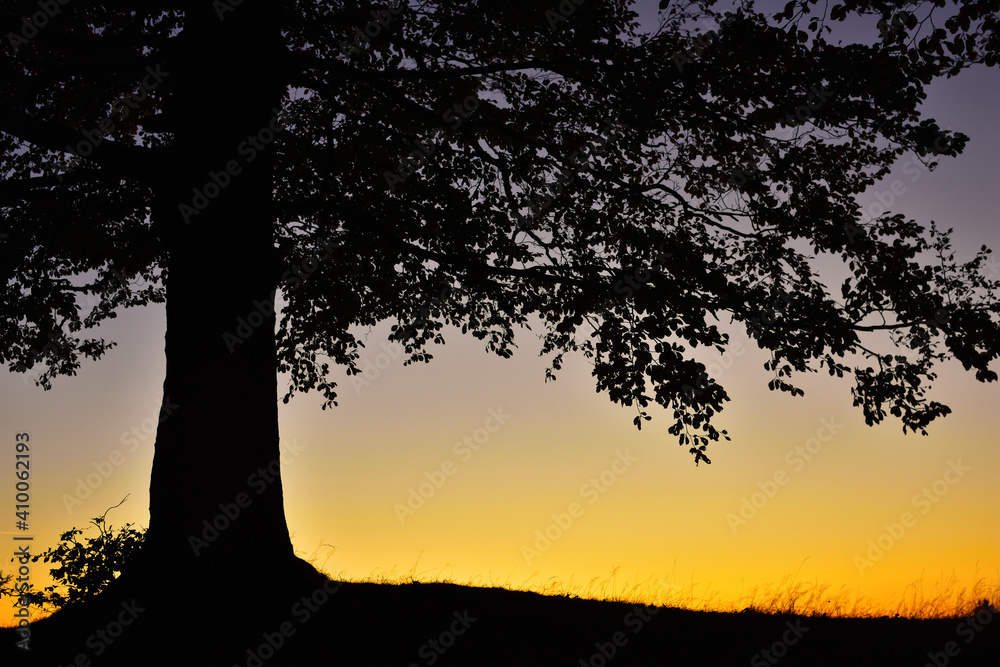 Silhouette of tree in bright sunset light