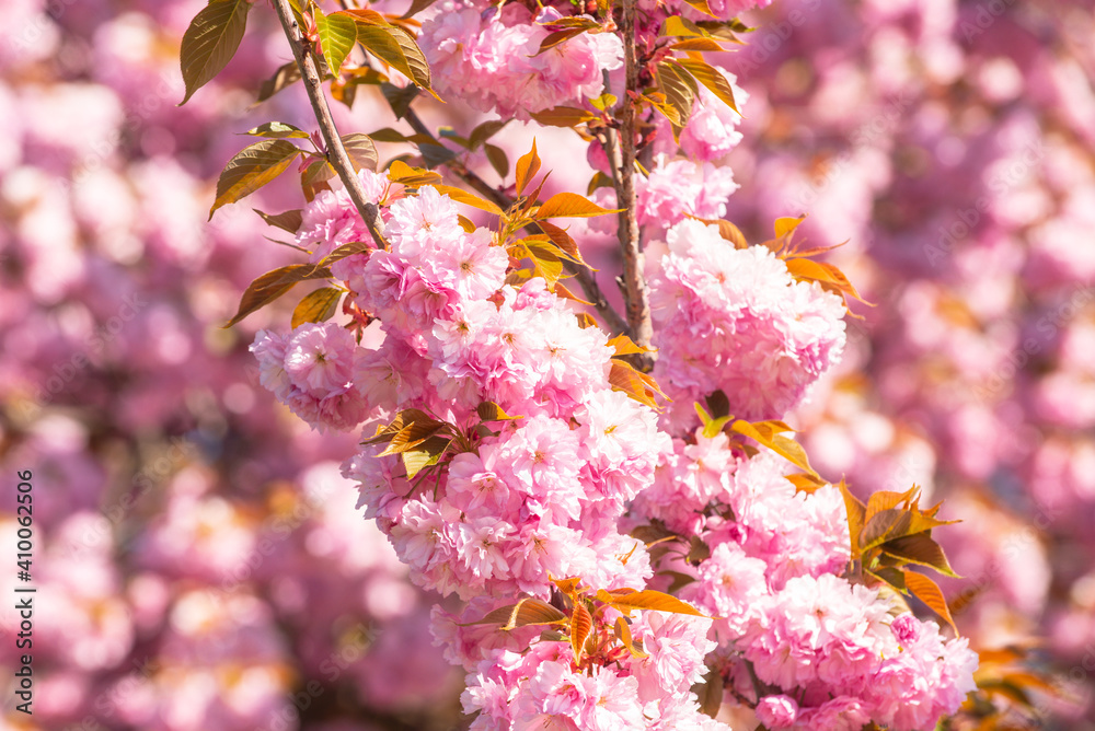 Fototapeta premium Spring flowers. Sakura Festival. Cherry Blossom Trees. Sakura spring flowers background.