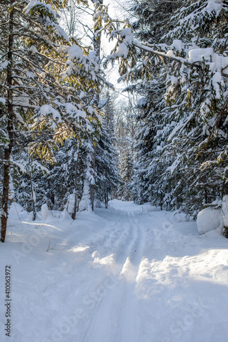 A walk through the winter forest. Beautiful winter landscape. © Анатолий Савицкий