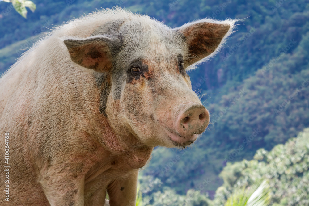 Funny portrait of a big fat mother pig in the countryside. Philippines. Funny portrait of a big fat mother pig in the countryside. Philippines.