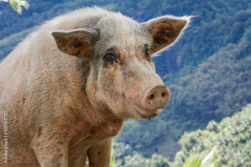 Funny portrait of a big fat mother pig in the countryside. Philippines.