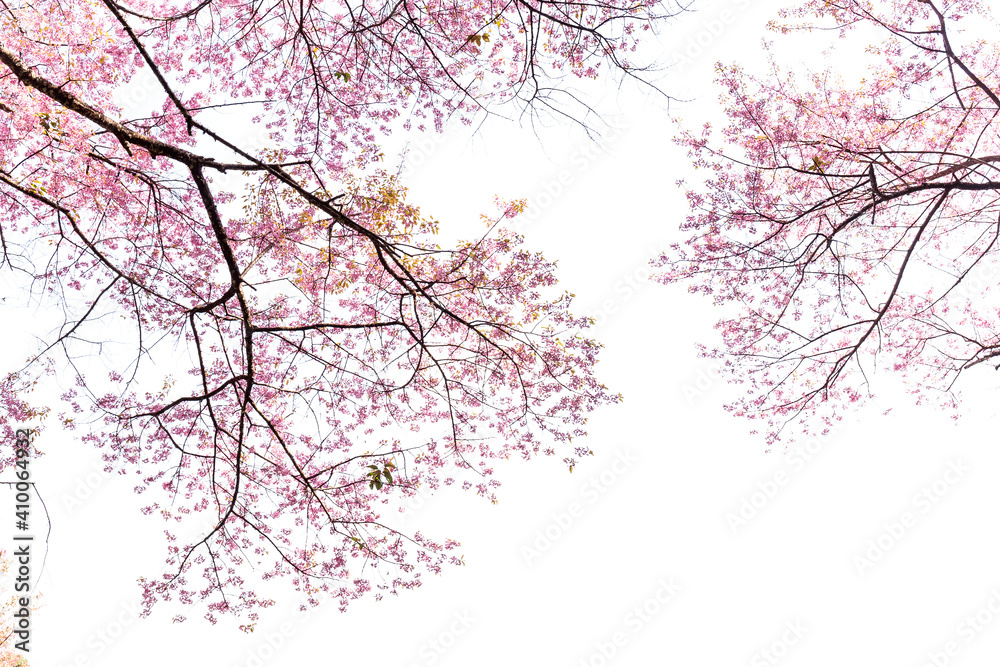 Blossom of Wild Himalayan Cherry (Prunus cerasoides) or Giant tiger flower Blossom of Wild Himalayan Cherry (Prunus cerasoides) or Giant tiger flower