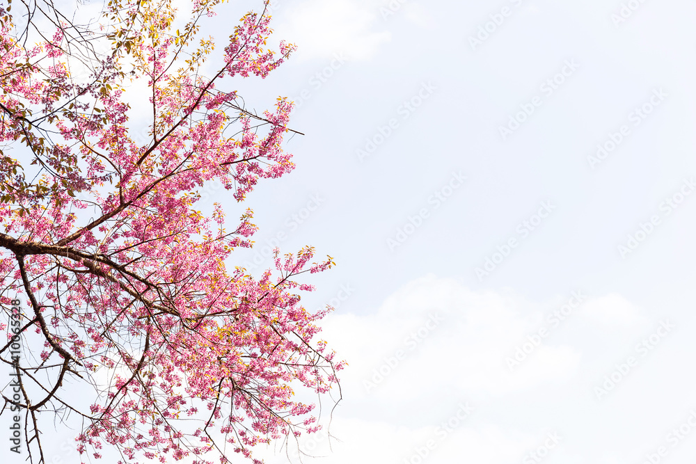Blossom of Wild Himalayan Cherry (Prunus cerasoides) or Giant tiger flower Blossom of Wild Himalayan Cherry (Prunus cerasoides) or Giant tiger flower
