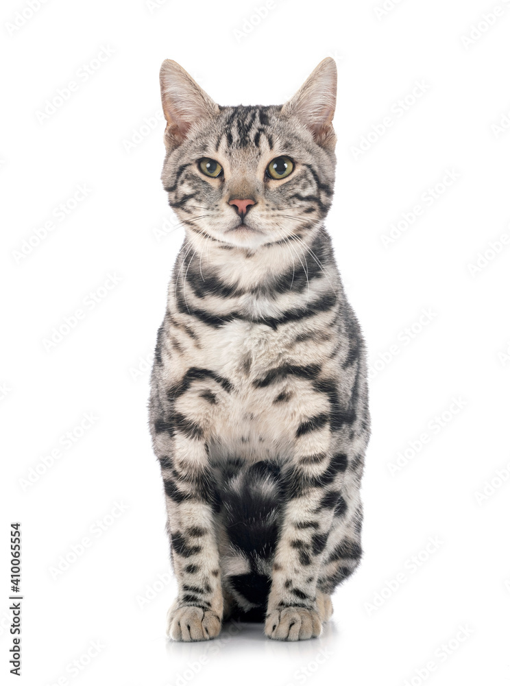 Obraz premium bengal kitten in studio