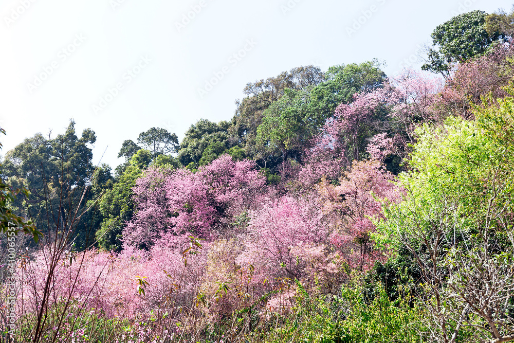Blossom of Wild Himalayan Cherry (Prunus cerasoides) or Giant tiger flower Blossom of Wild Himalayan Cherry (Prunus cerasoides) or Giant tiger flower
