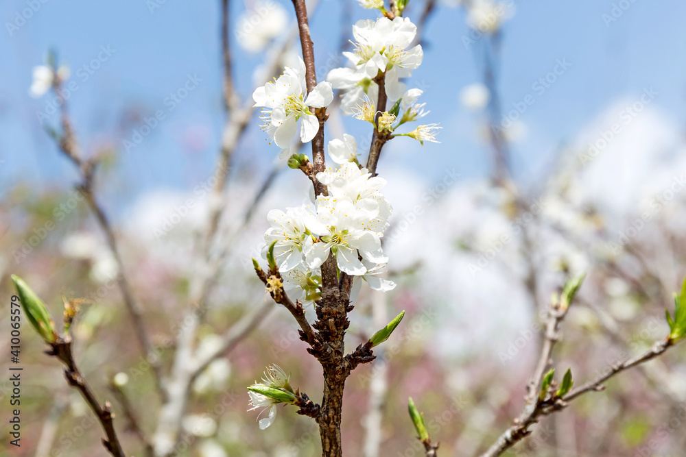 Beautiful white blooming peach tree in early spring Beautiful white blooming peach tree in early spring