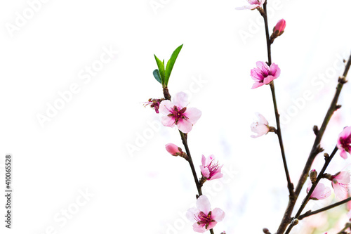 Blossom of Wild Himalayan Cherry (Prunus cerasoides) or Giant tiger flower