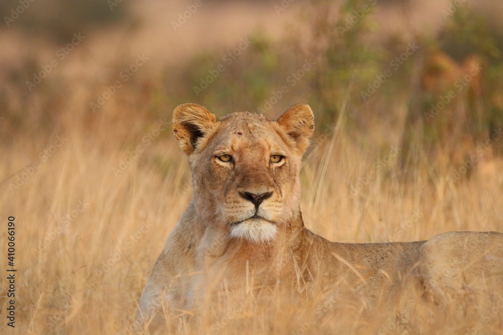 Obraz premium African lion