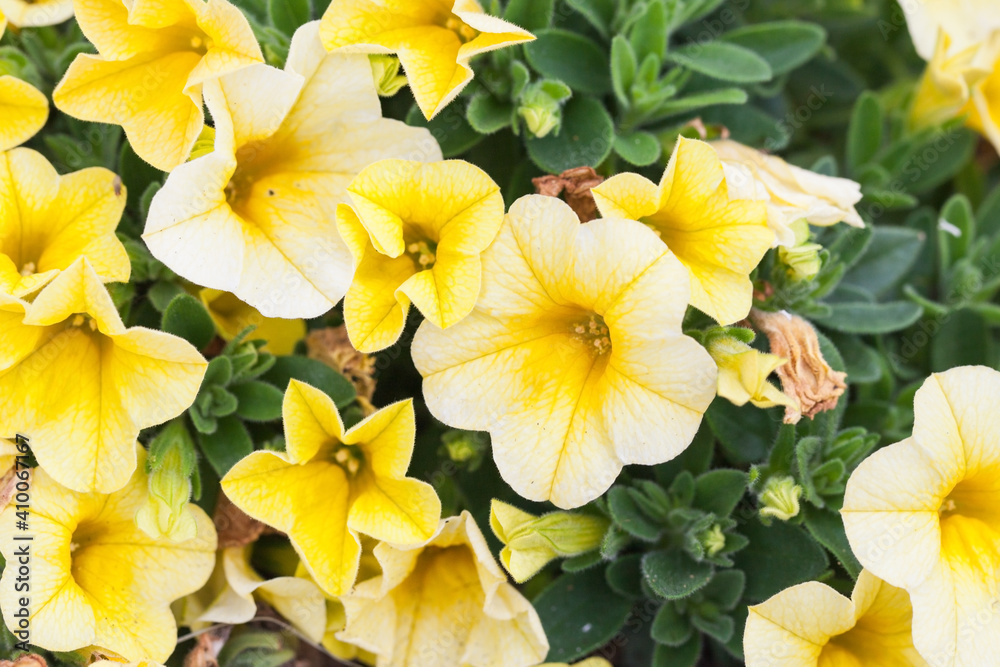 Calibrachoa decorative yellow flowers, close up Calibrachoa decorative yellow flowers, close up