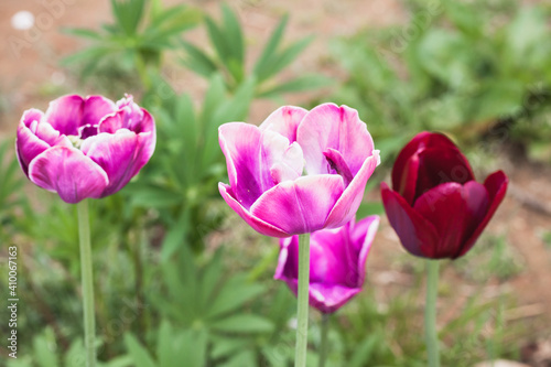 Colorful tulip flowers grow in a garden  close-up photo