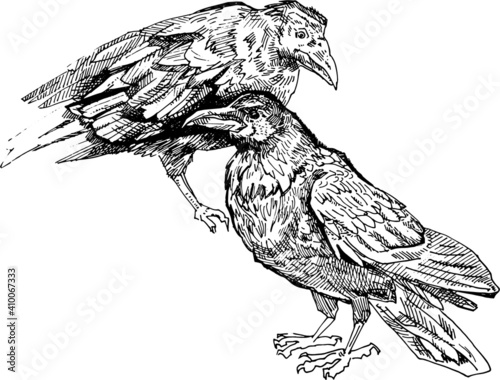 vector realistic  ravens line art doodle. Crow sketch element for design, print, notebook. Hand drawn animal collection. isolated graphic white background. set birds hand drawn ink pen illustration 