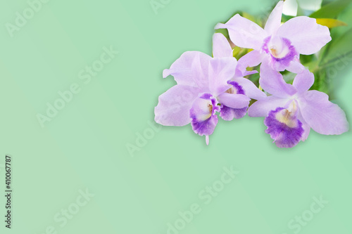 Purple orchid on green background