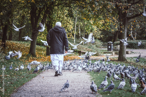 The old Muslim man is walking into the pigeons group, Moses Gate Country Park, Bolton, England.