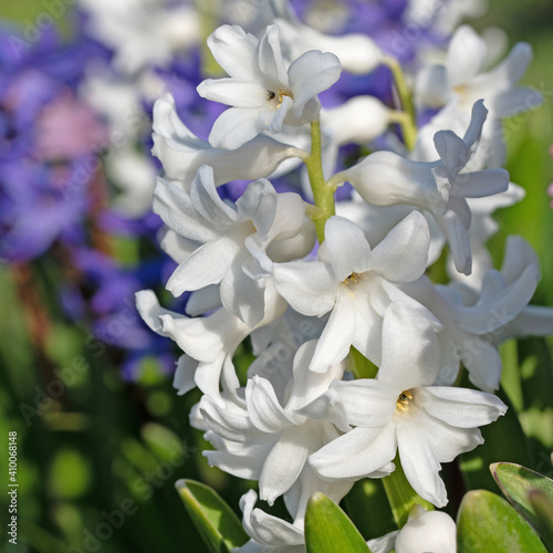 Blühende Hyazinthen, Hyacinthus, im Garten