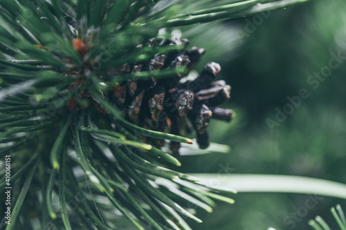 Close up pine cone on the tree with blur background, select focus, england, uk