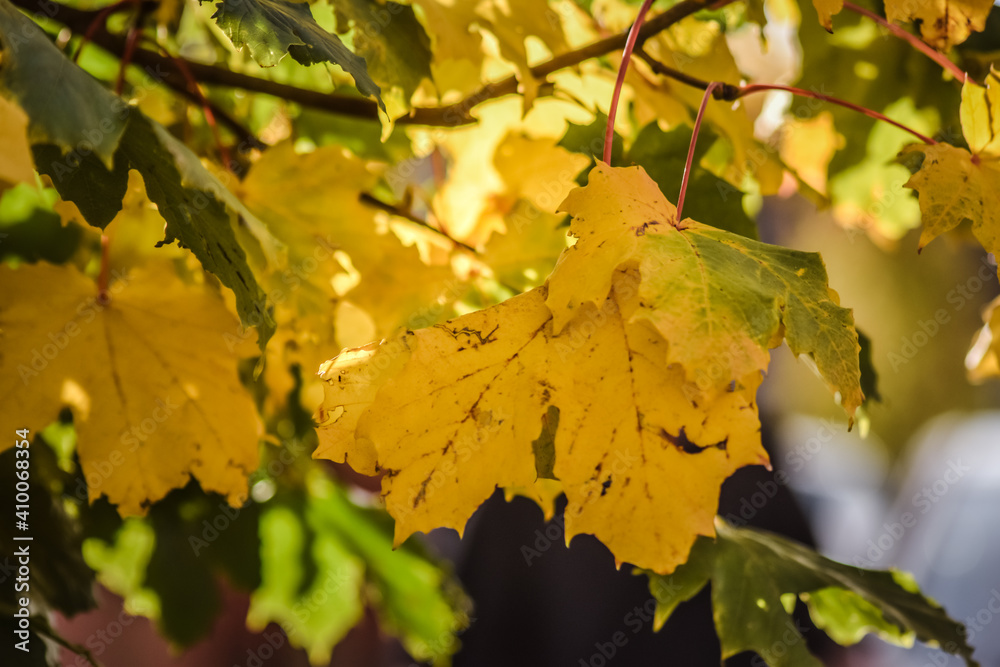 Close up colourful maple leaves in warm autumn, Moses Gate Country Park, Bloton, England. Close up colourful maple leaves in warm autumn, Moses Gate Country Park, Bloton, England.