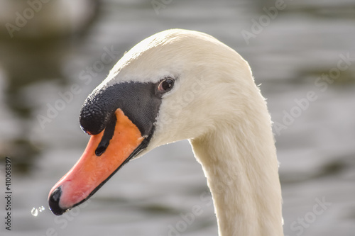 White swan is looking at camera while swimming in the lake, Moses Gate Country Park, Bolton, England.