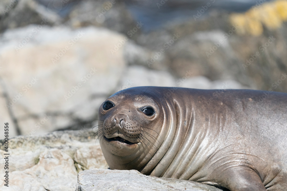 Obraz premium The Elephant Seal (Mirounga leonina)