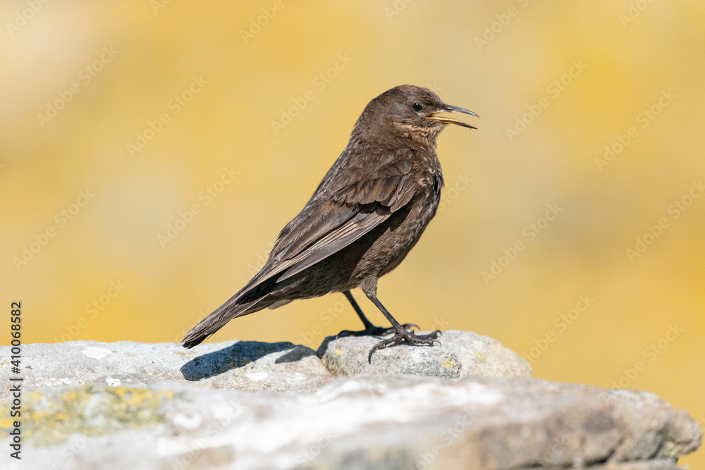 The Black Cinclodes or Tussock-bird (Cinclodes antarcticus) The Black Cinclodes or Tussock-bird (Cinclodes antarcticus)