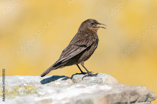 The Black Cinclodes or Tussock-bird (Cinclodes antarcticus)