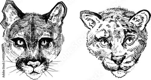 traced vector freehand drawing puma, panther, leopard, cheetah portrait. set of illustrations of wild cats for design animals from the zoo and wildlife safari. carnivorous animals head ink outline