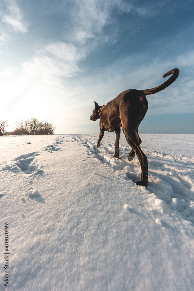 Big dog runs in the snow in winter, Great Dane explores the snow field Big dog runs in the snow in winter, Great Dane explores the snow field