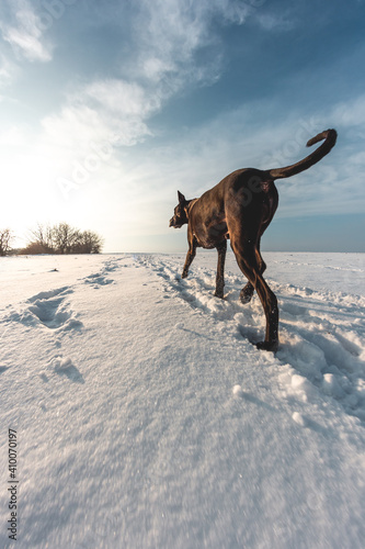 Big dog runs in the snow in winter, Great Dane explores the snow field