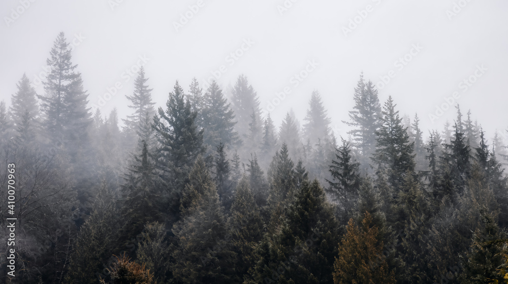 Rain Forest Trees Covered in White Fog during a rainy winter day. Near Squamish, North of Vancouver, British Columbia, Canada. Dark Art Mood. Nature Background Panorama