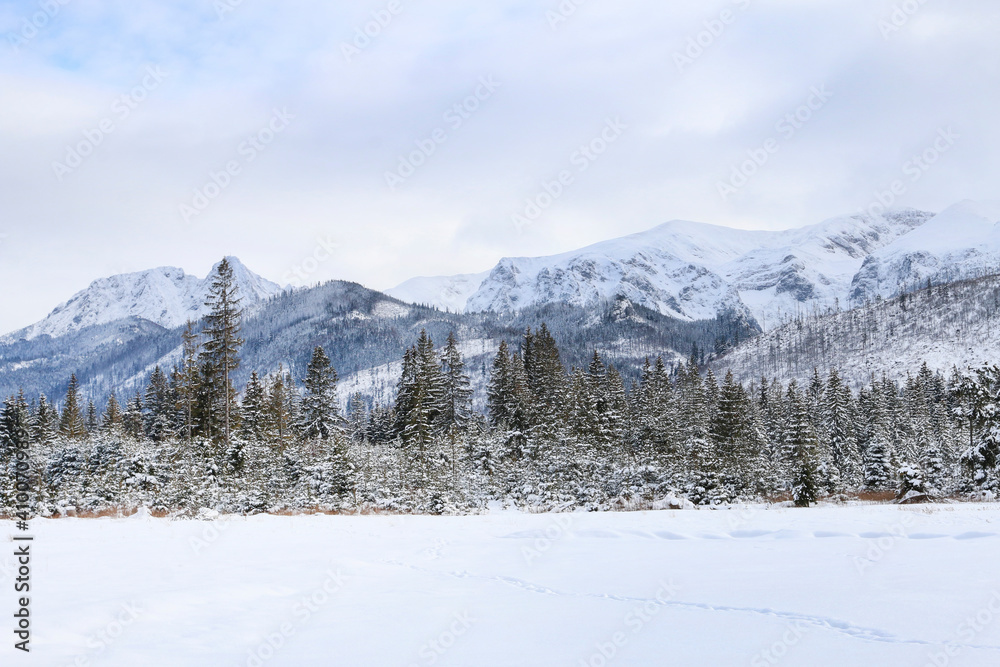 Fototapeta premium Mountain landscape in winter, fields and trees covered with snow.