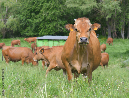 beautiful brown alpine cow  in grass looking camera with other cows background