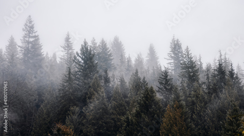Rain Forest Trees Covered in White Fog during a rainy winter day. Near Squamish  North of Vancouver  British Columbia  Canada. Dark Art Mood. Nature Background Panorama