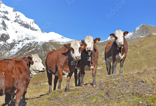 alpine brown and white cows in mountain pasture under blue sky