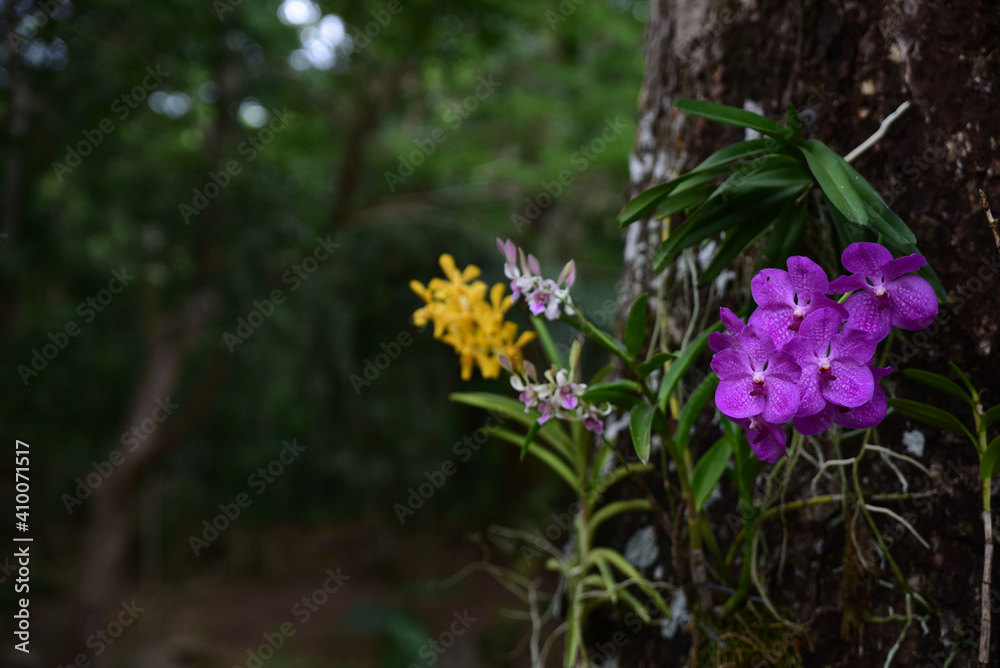Ascocenda orchid and orchid mix Ascocenda orchid and orchid mix