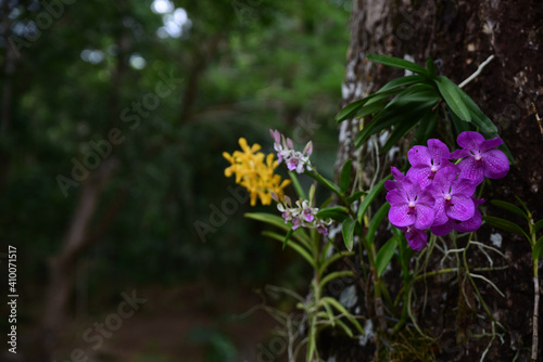 Ascocenda orchid and orchid mix photo