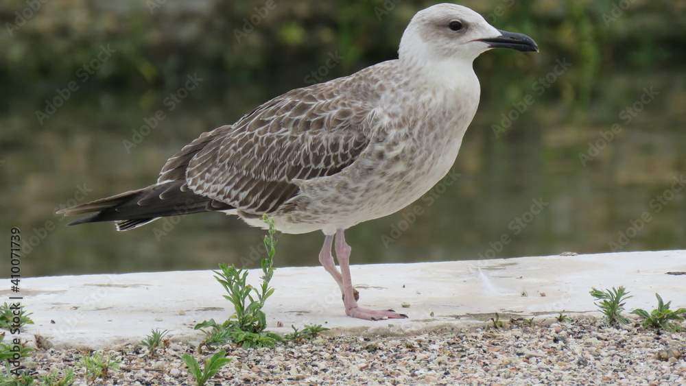 Obraz premium Gabbiano reale