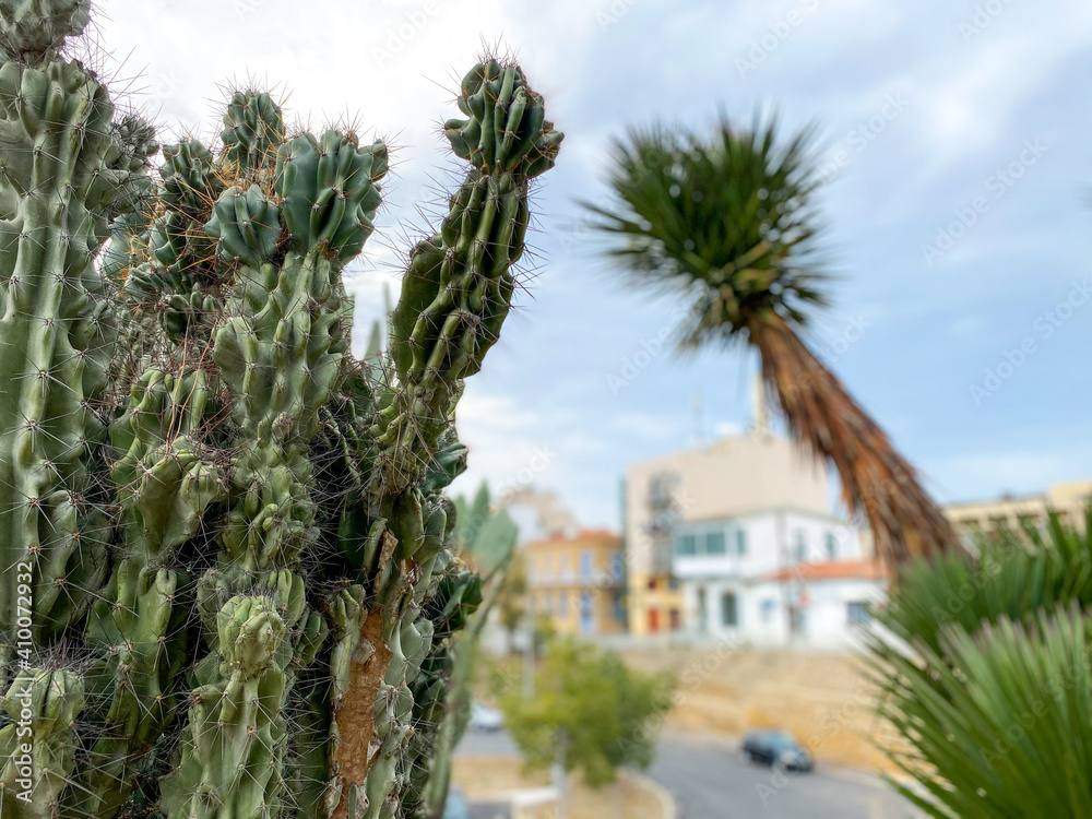 Fototapeta premium Green cacti plants. Spiny cactuses grown in Turkey. Sharp spines background