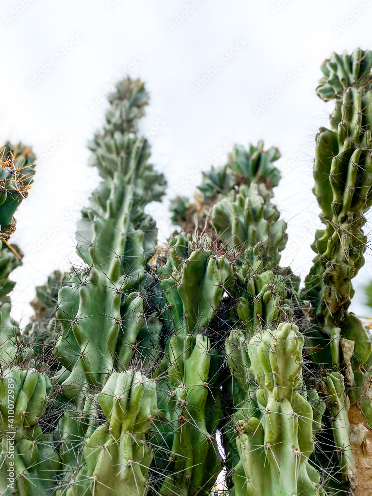 Fototapeta premium Green cacti plants. Spiny cactuses grown in Turkey. Sharp spines background
