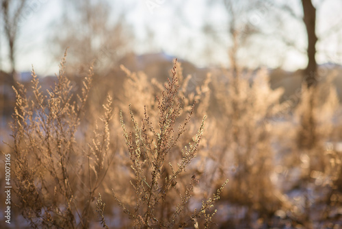 Dry winter grasses in a forest at sunset
