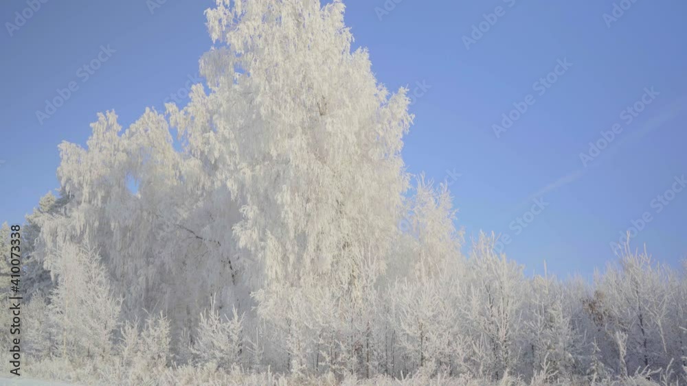 Winter fairy forest with trees covered with snow and frost