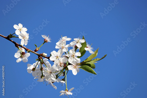 Cherry blossom in spring on blue sky background. White flowers on a branch in a garden, soft colors